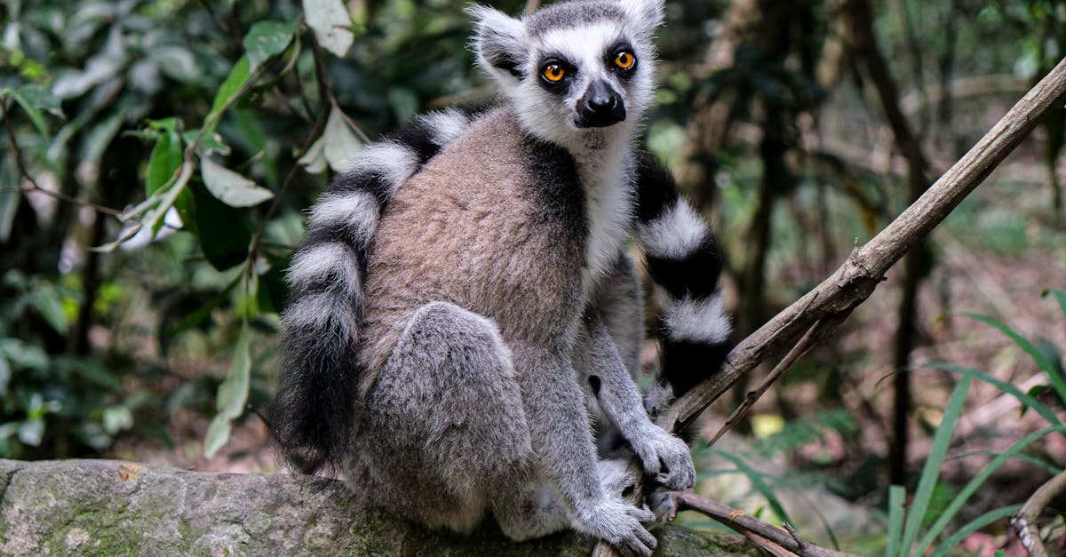 Madagascar paysage
